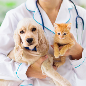 Imagem de um cachorro e um gato relacionada ao serviço de clínica veterinária da Txai Veterinária